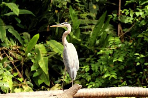 8 Manfaat dan Pengertian Hutan Hujan Tropis yang Perlu Diketahui