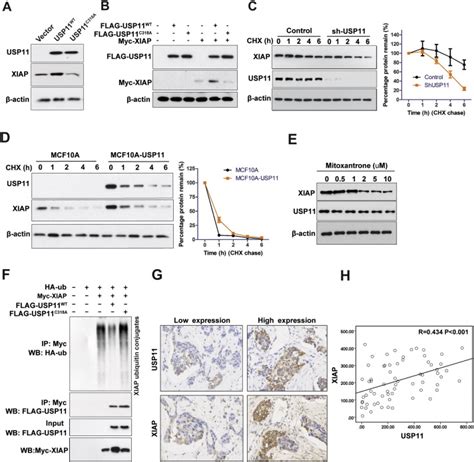 Regulation Of Xiap Turnover Reveals A Role For Usp In Promotion Of