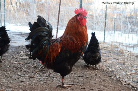 Our Breeds Tarbox Hollow Poultry