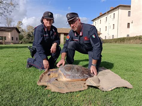 I carabinieri del Reparto Biodiversità di Fogliano salvano una