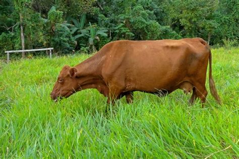 The Red Poll: An Old English Cattle Breed With Modern Appeal - Cattle Daily