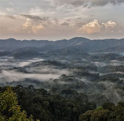 Day Nyungwe Forest Chimpanzee Tour Takeoff Ventures