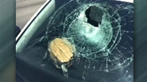 Turtle Crashes Through Womans Windshield On Florida Highway Fox News