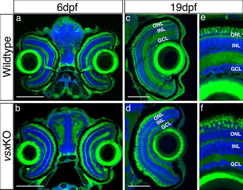 Figures And Data In Mutation Of Vsx Genes In Zebrafish Highlights The