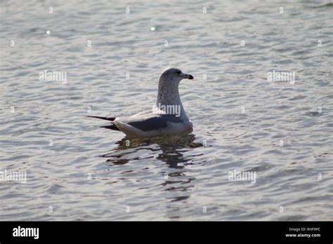 Birds Floating On The Colorado River Stock Photo Alamy