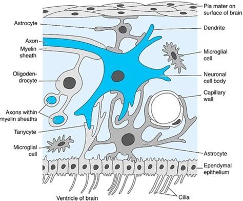 The Peripheral Nervous System Flashcards Quizlet