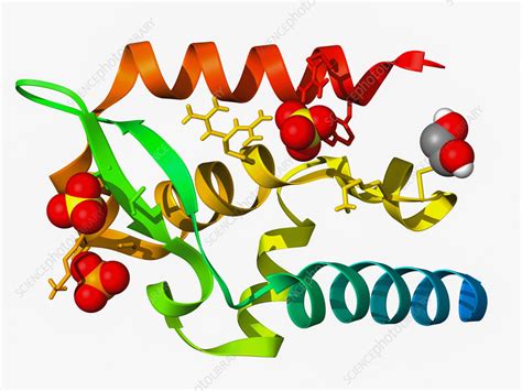 Rabies Virus Phosphoprotein C Terminal Molecular Model Stock Image