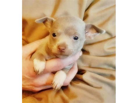 8 Weeks Old Tiny Teacup Chihuahua Puppies Dallas Puppies For Sale Near Me