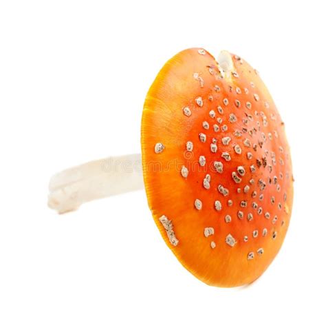 Red Fly Agaric Mushroom Isolated On White Background Stock Photo