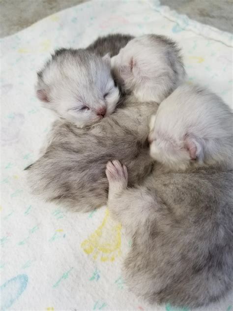 Tiny Tots - Birth & Beyond - Newborn Baby Kittens | Newborn Kittens