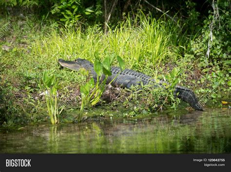 Alligator Florida Swamp Image & Photo | Bigstock