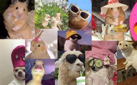 several pictures of different animals wearing hats and sunglasses ...