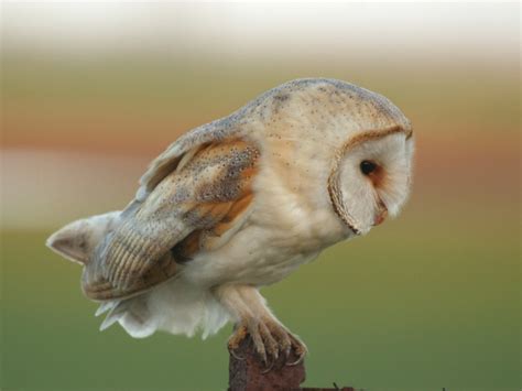 Barn Owl Photos - The Barn Owl Trust