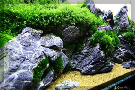 How To Grow Moss On Rocks In Aquarium Aquarium Views