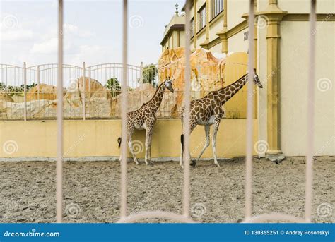 African Giraffes in the Zoo Editorial Photo - Image of africa, head ...