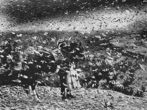 In 1875 The Largest Locust Plague In History Turned Us Skies Black When A Swarm 1 800 Miles