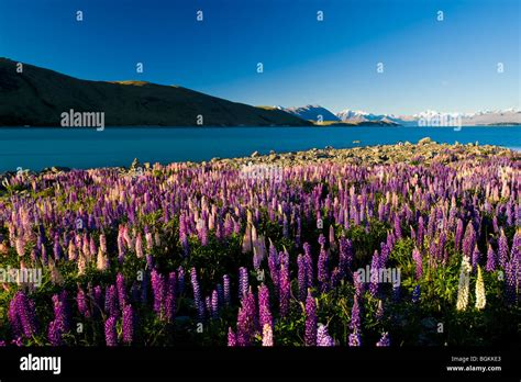 Lake Tekapo, South Island, New Zealand Stock Photo - Alamy