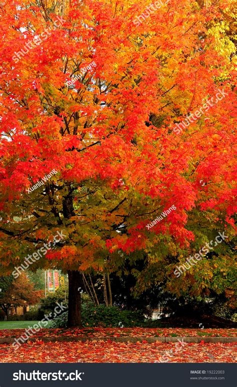 Maple Tree In Autumn Deer Lake Vancouver Canada Stock Photo 19222003