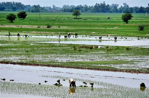 Workers Sowing Paddy Crop In Traditional Method At Their Farm Field In