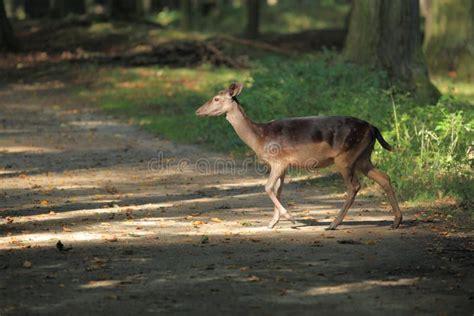 Fallow Deer Stock Photo Image Of Path Female Crossing 48474850