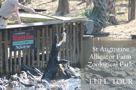 St Augustine Alligator Farm Zoological Park - Vilano DayByDay