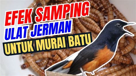 Efek Samping Ulat Jerman Untuk Murai Batu Yang Wajib Diketahui Pencinta