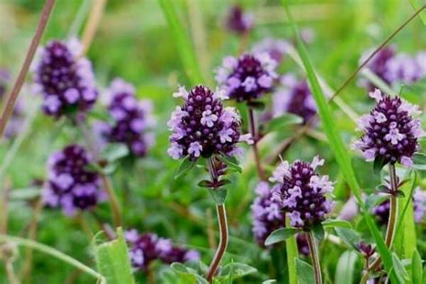 How To Use Thyme Flowers - Urban Garden Gal