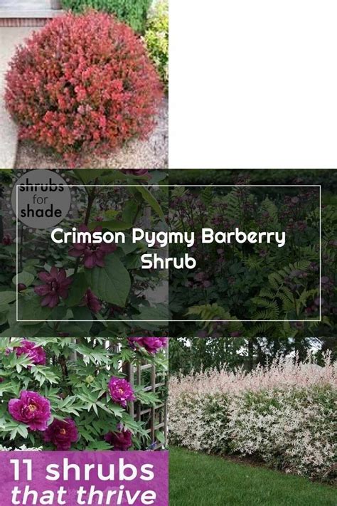 Shrubs Crimson Pygmy Barberry Shrub Shrubs Plants Garden