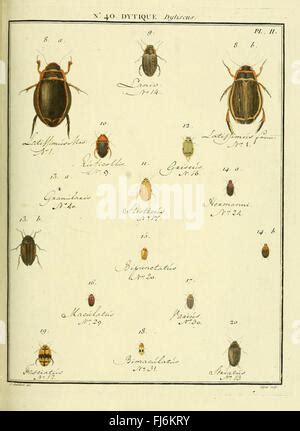 Entomologie Ou Histoire Naturelle Des Insectes Avec Leurs Caract Res