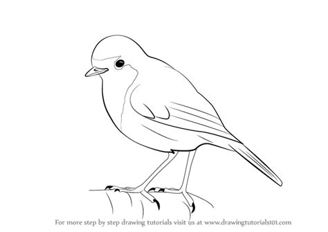 Learn How to Draw a Robin (Birds) Step by Step : Drawing Tutorials