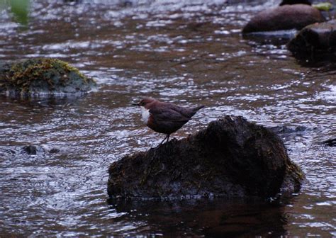 Falls Of Clyde Recent Sightings 5th 11th May Scottish Wildlife Trust