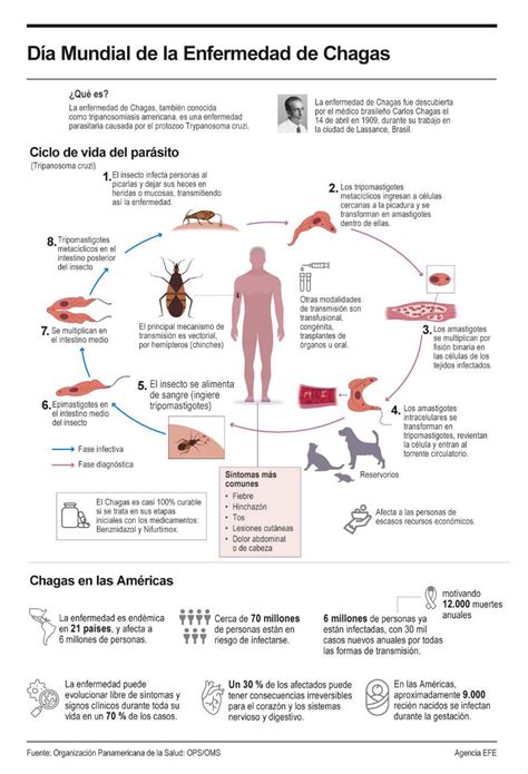 Infografía Hoy Se Conmemora El Día Mundial De La Enfermedad De Chagas