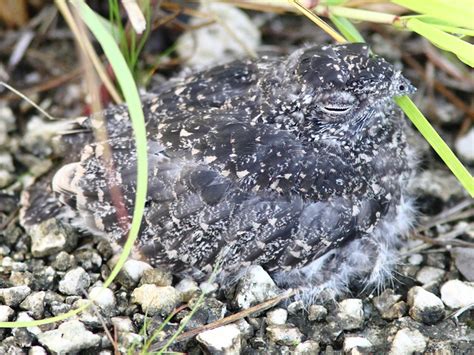 Birding Is Fun!: Common Nighthawk eggs and nestling