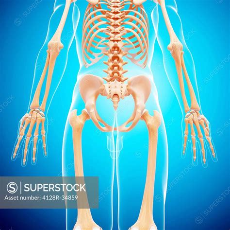 Human Skeleton Computer Artwork Superstock