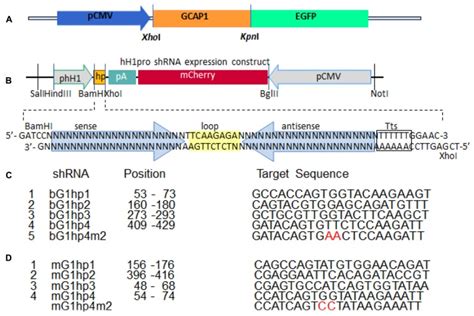 In Vitro Screening Strategy To Identify A Potent ShRNA Knockdown