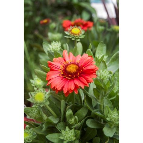 Gaillardia Mesa Red Gailardia Ro Liny Od Ogrodnika