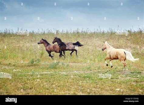 Three horses running hi-res stock photography and images - Alamy