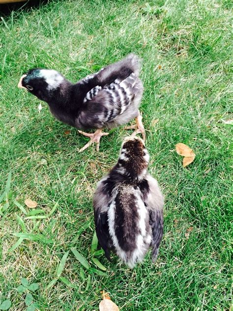 2 Week Old Barred Rock Pullet Or Roo Backyard Chickens Learn How