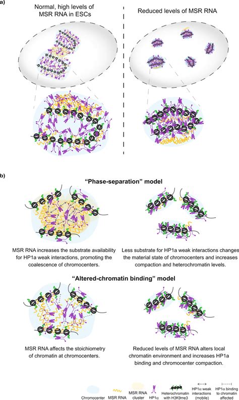 Models Of The Proposed Role For Msr Transcripts In Chromocenter