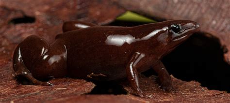 Sapinho de chocolate descoberto na Amazônia é a coisa mais fofa que