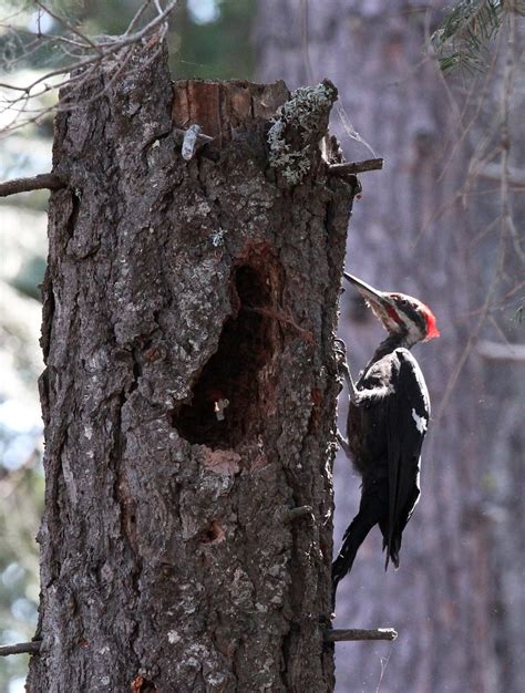 Pileated Woodpecker Lake Almanor Ca Flickr