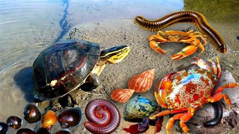 Hunting Snail Millipeds Hermit Crab Siput Warna Warni Siput Pelangi