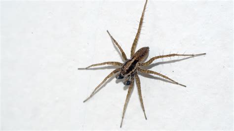 Montgomery County Pest Control Spiders In Maryland