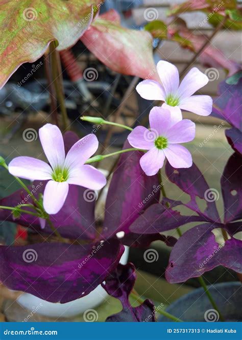 Oxalis Triangularis Blooming Flowers Stock Image - Image of violet