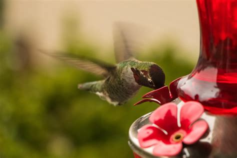 5 Best Hummingbird Feeders in 2022 (+Beginner's Guide) - World Birds