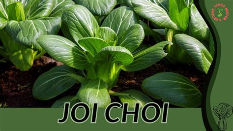 JOI CHOI Information And Growing Tips Brassica Oleraceae Var