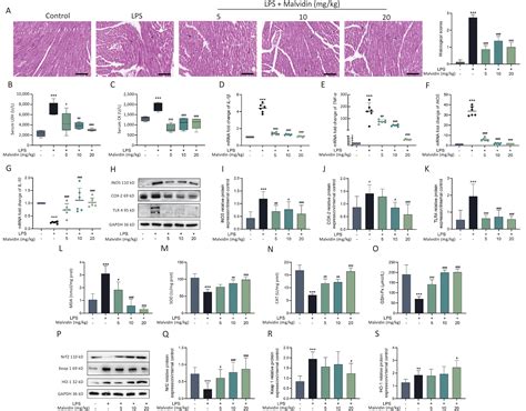 Malvidin Mitigates Sepsis Induced Cardiac Injury By Modulating The Tlr