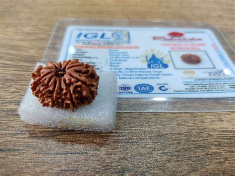 11 Mukhi Certified Rudraksha Nepali Origin Kalyanastrogems