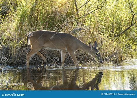 Key Deer In Natural Habitat In Florida State Park Stock Image Image Of Water Field 272468913