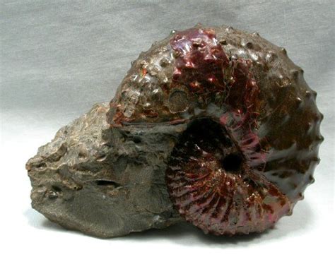 Discoscaphites Fox Hills Ammonite